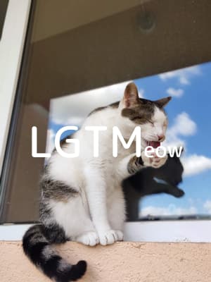 lgtm-cat-image